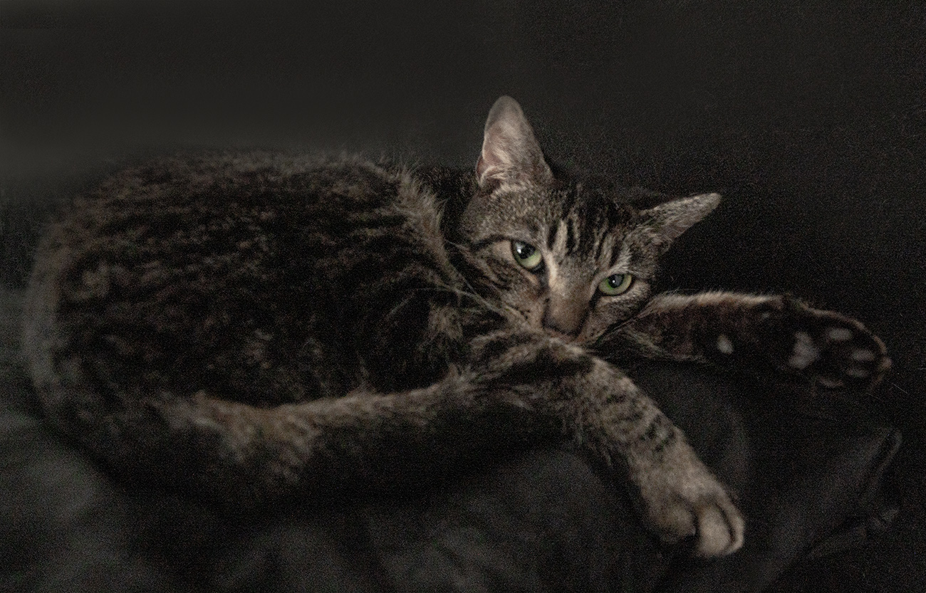 ace hearts photography cat nyc